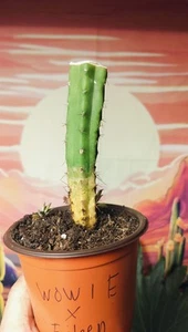 3 yr. Old Bridgesii Sacred Cactus Stump Seed Grown -Wowie X Eileen(Exact Cactus - Picture 1 of 5