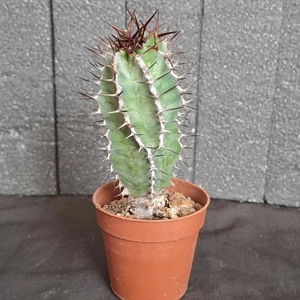 Euphorbia virosa (N. Solitaire, Namibia) caudex caudiciform RARE PLANT ebay-H072 - Imagen 1 de 9