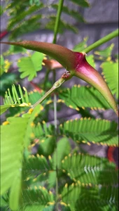 10 Samen Vachellia collinsii – Kugelkopf-Akazie, keimfähig, Ameisenpflanze - Bild 1 von 4