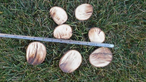 Feengarten oder Terrarium Deko Miniatur Holzrunden, Weg Trittsteine - Bild 1 von 2