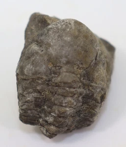 Trilobit, Reedops bronni, Devon, Praga, Klukovice, Repubblica Ceca-k290 - Foto 1 di 9