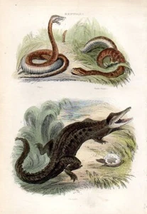 1851 CUVIER HC INCISIONE coccodrillo, vipera, serpente a sonaglio - Foto 1 di 3