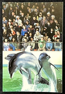 Bottlenose Dolphins New England Aquarium Boston Massachusetts - Postcard - Picture 1 of 2