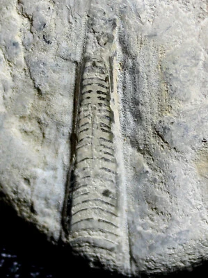 Geisonoceras - Silurian fossil nautilus, Cephalopod - Image 1 of 2