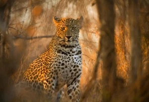 Fototapete - Leopard - (3268J) - Vlies - Tapete - Tiger Panther Katze Wild XXL - Bild 1 von 1