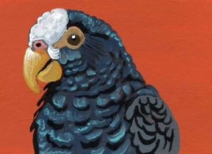 Pintura Miniatura Original ACEO ATC Blanco Tapa Piónus Loro Pájaro -C. Pequeño - Imagen 1 de 2