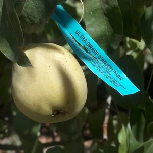 T621A (4) D'Anjou Pear Tree Cutting No Root For Scion-Wood Bud Grafting Rooting - Picture 1 of 3