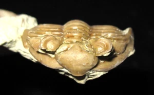 Devon Huntoniatonia Huntonia Oklahomae Trilobit Fossil Haragan Oklahoma #1 - Bild 1 von 6