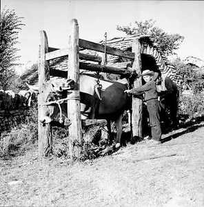 CAUSSE de SAUVETERRE c. 1950 - Enfant Ferrage Boeuf - Négatif 6 x 6 - N6 OCC20 - Picture 1 of 1