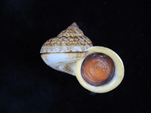 Caracol terrestre Cyclophorus malayanus 39,5 mm ID#8778 - Imagen 1 de 4