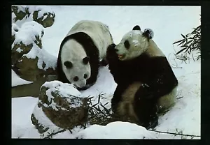 Animal postcard panda & baby China chrome - Picture 1 of 2