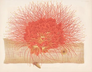 Brownea Macrophylla Nueva Granada Neugranada Flor Botánica Robinson Litografía - Imagen 1 de 1