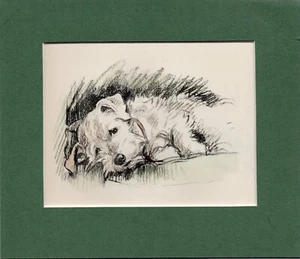 Lucy Dawson ~ Sealyham Terrier ~ Hand Coloured Print. Genuine Vintage 1937 - Picture 1 of 2