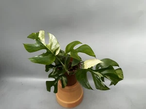 monstera minima variegata albo 🔥! No. 1 - Imagen 1 de 8