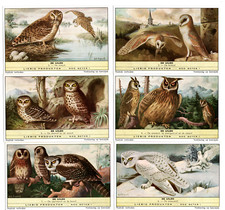 LIEBIG  S 1761   F 1759 C/SET  ' OWLS'  V/G+   DUTCH