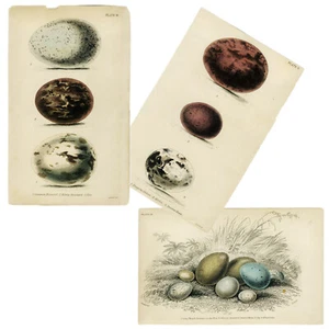 3 Prints! 1833 JARDINE & LIZARS NATURALIST LIBRARY Hand-colored Engravings EGGS - Picture 1 of 7