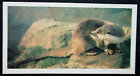 OTTER   Vintage 1980's  Wildlife Card  AD29