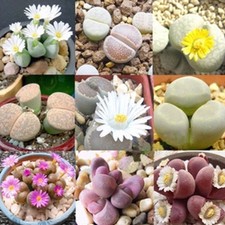 Living Stones Seed Mix Arid Living Delightful Small Plants Lithops Species Mix