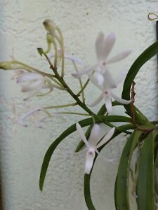 Orchid Vanda Lou Sneary x Rhy coelestis alba Mad Happenings Hanging Plant 