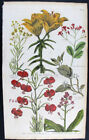 1757, ANTIKER DRUCK JOHN HILL Hand/Farbe KUPFER POMPONIAN MARTAGON, GLÜHBIRNE TULPE UYB