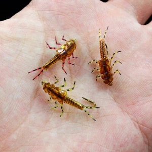 30pcs stonefly nymph rubber body hooks combo fly fishing materials - Picture 1 of 6
