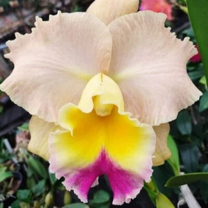 Maceta de silla de montar Orquídea Cattleya planta Goldenzelle tamaño 3-4 pulgadas - Imagen 1 de 4