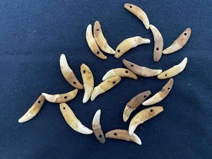 Joyería de exhibición de montaje de animales de taxidermia antiguos dientes de coyote - Imagen 1 de 1