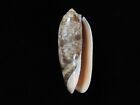 Sea shell Oliva miniacea saturata 82.2mm ID#7052