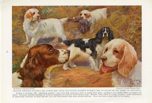 CLUMBER ENGLISH SPRINGER SPANIEL DOGS OLD 1937 NATIONAL GEOGRAPHIC DOG ART PRINT - Picture 1 of 1