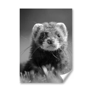 A4 - BW - Grey Ferret Polecat Weasel Poster 21X29.7cm280gsm #36157 - Picture 1 of 7