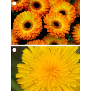 2 Hermosas Flores - Gerbera y Hawkweed - 3D Lenticulares Etiquetas Regalo Tarjetas - NUEVAS - Imagen 1 de 5