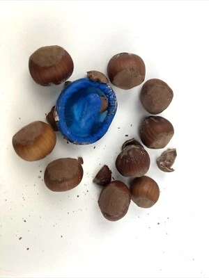 Novelty Party Prank, Joke, Condom in a Hazelnut, Party NUT Trick 10 Nuts