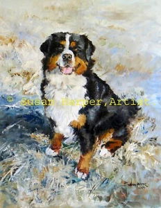 Bernese Mountain Signed Dog Print by Susan Harper Unmounted - Picture 1 of 2