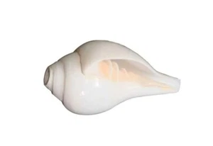 Original Vamavarti Blowing Shankh || Size: 4.5 to 5 inches - Picture 1 of 4