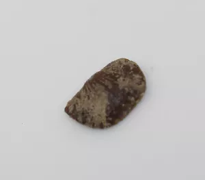 Brachiopode, Chonetes sp., Devon, Gerolstein, Eifel, Germania -x339 - Foto 1 di 6