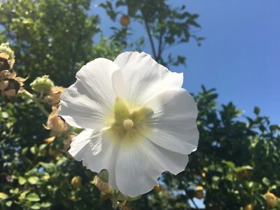 Semillas de flores Hollyhock 4 grms unos 400 BLANCO perenne crece poco más de 11' de altura Foto 1 de 2