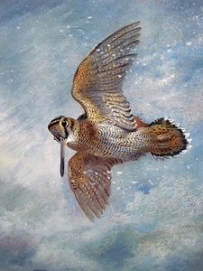 Woodcock A. Thorburn Vogel Himmel Fliege Fliese Wandbild Küche Spritzschutz Marmor Keramik - Bild 1 von 45