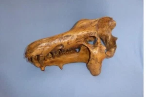 ARCHAEOTHERIUM Skull REPLICA Taxidermy - Picture 1 of 1