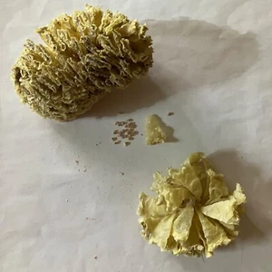 Natural Horse Conch Egg Casing Sac Protoconch Shell Seashell Florida Specemin - Picture 1 of 9