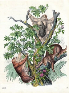 Fledermäuse oder Hundflügler. Altcolorierte Lithografie von 1863 - Bild 1 von 1