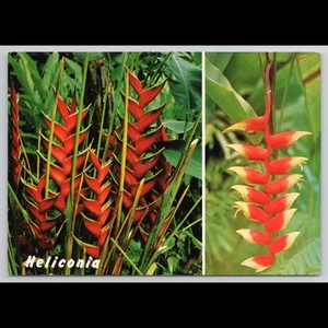Postal de colección Heliconia Flores Honolulu Hawaii sin publicar escénica coleccionable - Imagen 1 de 4