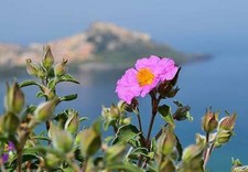 CISTUS - CISTO / OTTIMA PIANTA MELLIFERA, 10 SEMI MISTI SELEZIONATI