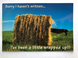 Postal de colección Trouble in a Hay Bale Alberta Canadá - Imagen 1 de 2