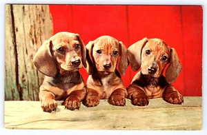 Three Dachshund Pups vintage chrome Postcard D425 - Picture 1 of 2