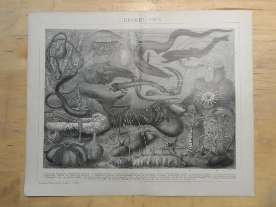 Orig.(1898) Lithographie Tiefseeleben (B17) - Bild 1 von 1