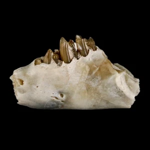 0.6" Palaeolagus Hayeni Fossil Jaw Section Teeth Oligocene Epoch South Dakota - Picture 1 of 7