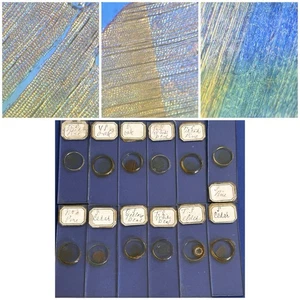 Antique Group Of 12 Microscope Slides. Showing Wood Tree Sections. - Picture 1 of 3