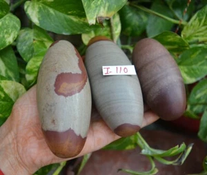4.25" SHIVA LINGAM STONE NARMADA RIVER INDIA LINGAM PIADOSO Y PURO ~ I-110 - Imagen 1 de 12