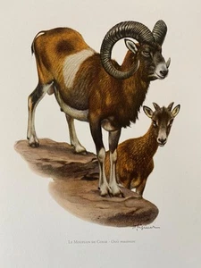 European mouflon animal print. antique and vintage zoology and biology - Picture 1 of 5