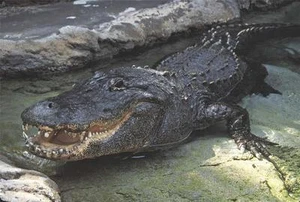 FOTO PÓSTER BRILLANTE COCODRILO COCODRILO CHINO AMERICANO CAIMANES GENIAL 206 - Imagen 1 de 1